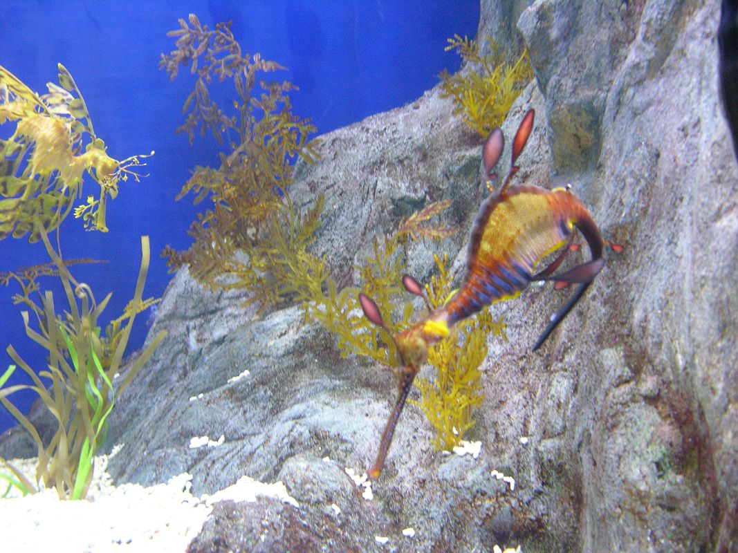 Singapore 04 05 Sentosa Island Underwater World Aquarium Sea Dragon